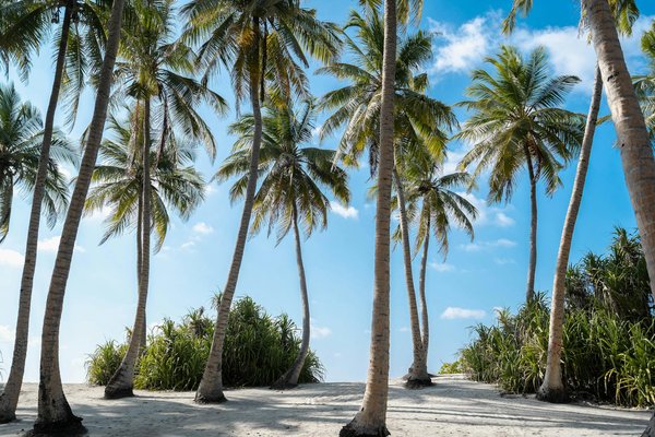 Découverte Inédite des Vins Végétaliens : Les Trésors Cachés des Vignobles de Bordeaux
